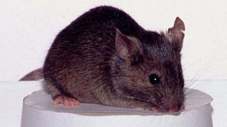 A picture of a mouse