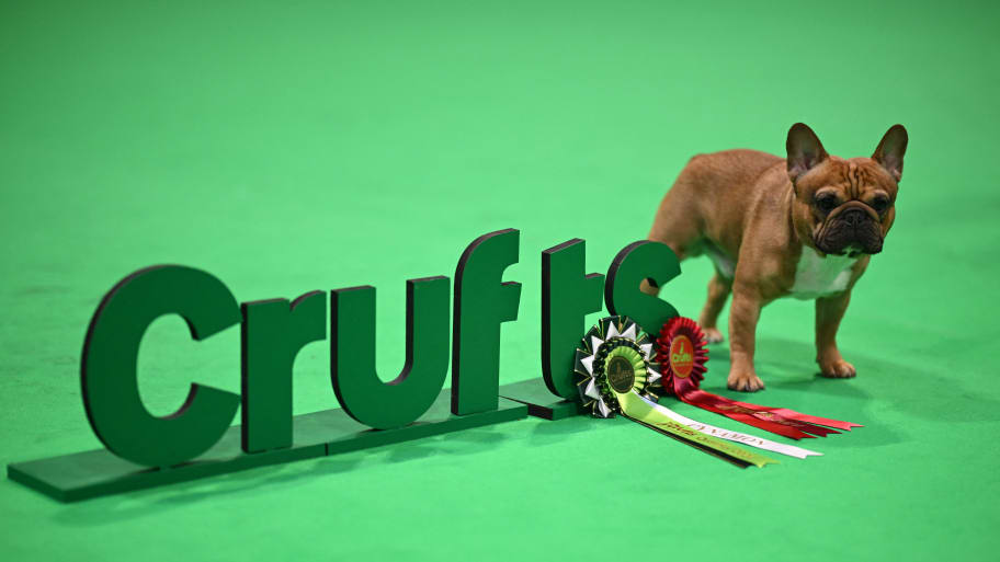 A prize-winning French Bulldog poses after the Toy and Utility class on the first day of the Crufts dog show at the National Exhibition Centre in Birmingham, central England, on March 7, 2024.