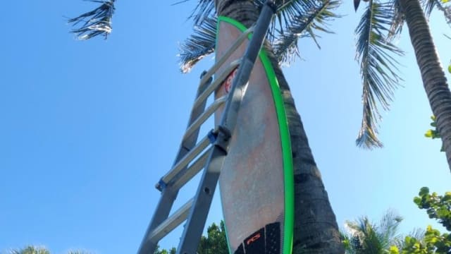 Andrew Mills’ surfboard was nailed to a tree at Jupiter Beach, Florida