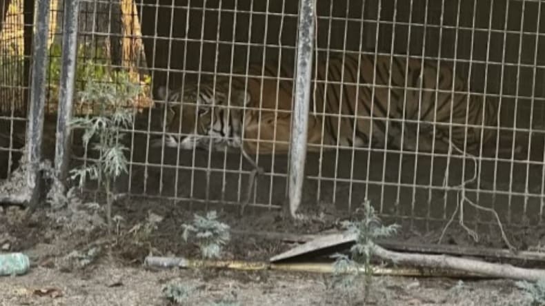 A tiger found in Dallas