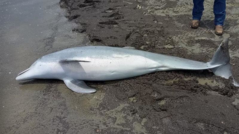 A beached dolphin lays on the sand.