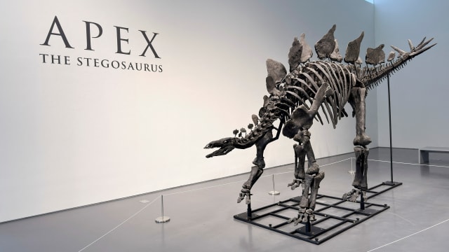 The Stegosaurus fossil is displayed at auction