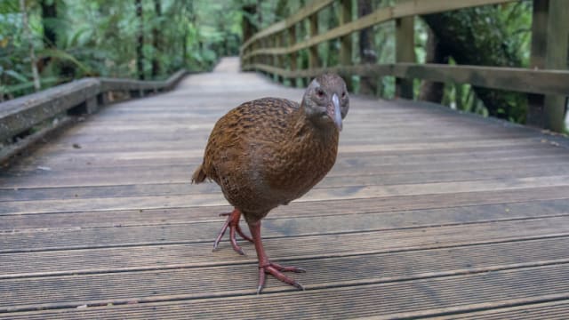 A weka bird searches for food in New Zealand.