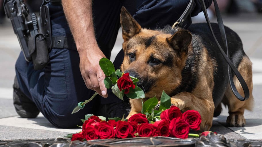 At least eight dogs being transported to a K-9 training facility in Indiana died of heat-related illness on Thursday.