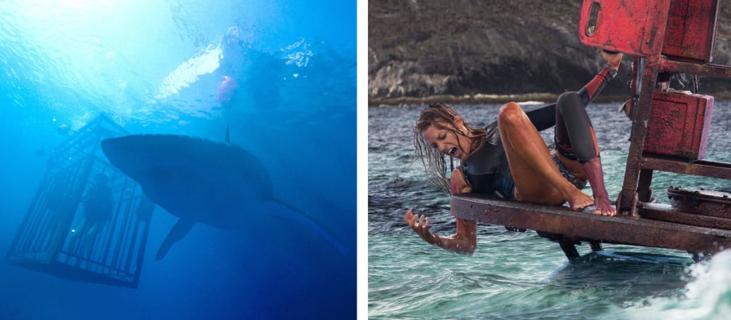 A diptych showing stills from The Shallows and 47 Meters Down