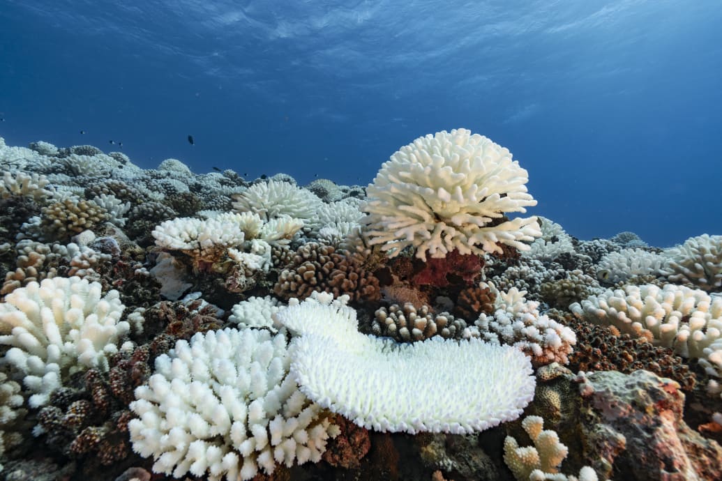 A view of major bleaching on the coral reefs of the Society Islands on May 9, 2019 in Moorea, French Polynesia.