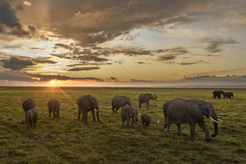 Photo still from Queens of a herd of African elephants walks at sunset across the plains of Africa.