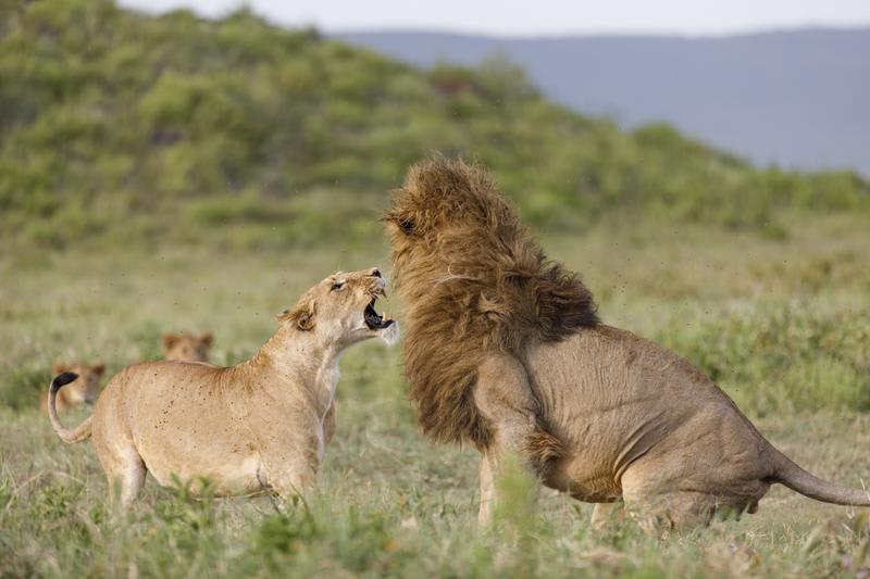 A still of lions fighting in 'Queens'