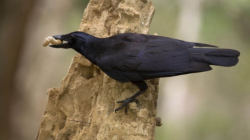 Swedes Use Caledonian Crows to Pick Up Cigarette Butts