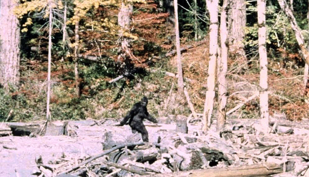 Frame 352 from the Patterson Gimlin Bigfoot film from 1967, showing Bigfoot.