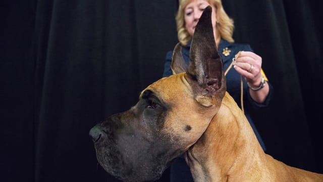 A Great Dane at a dog show in New York City.