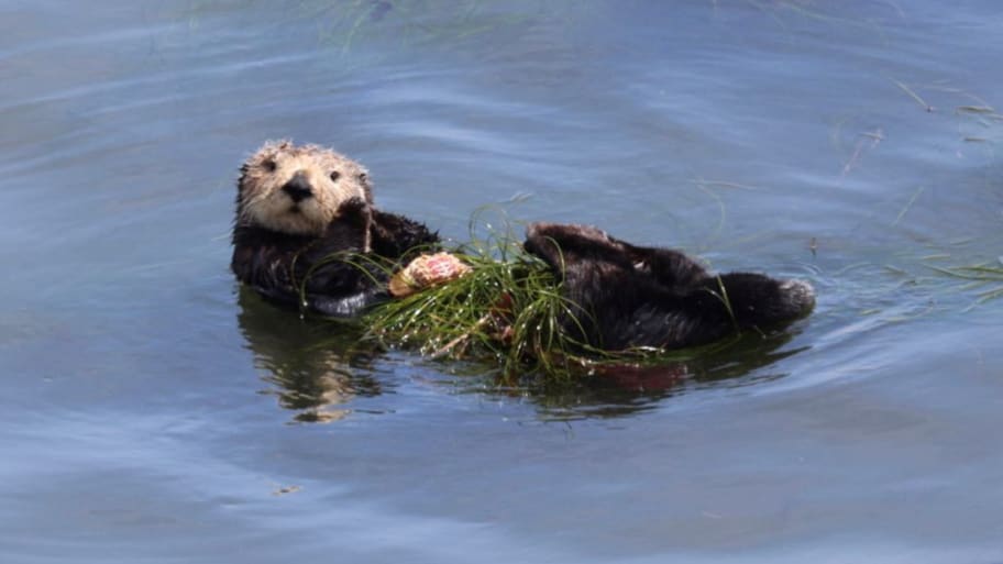 Sea otter 841 floats in this picture obtained from social media, in Cowells Cove, Santa Cruz, California, July 19, 2023.