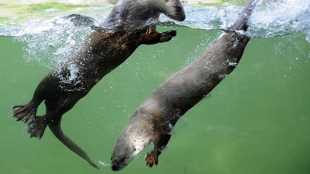 California Vaccinates Sea Otters