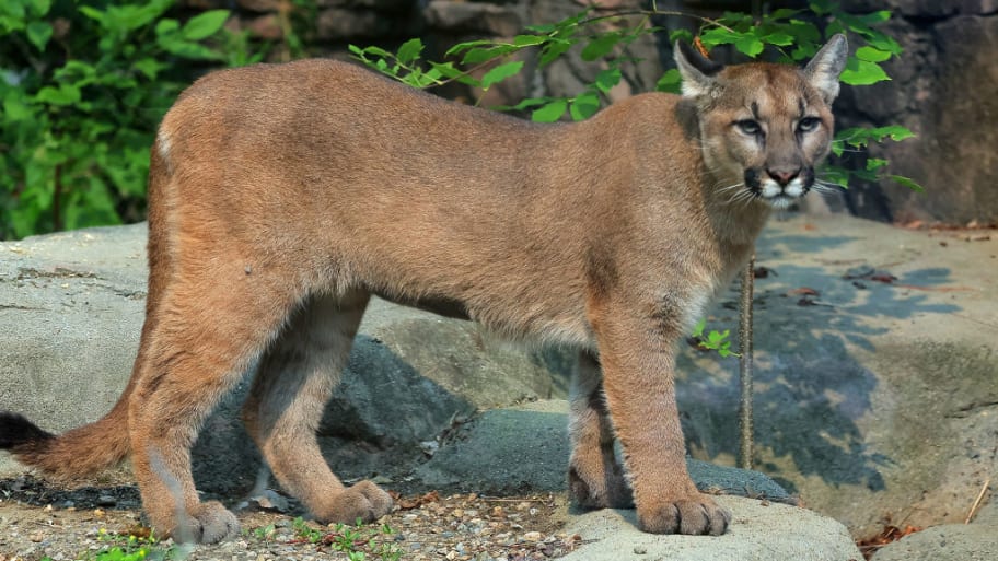 An image of a mountain lion.