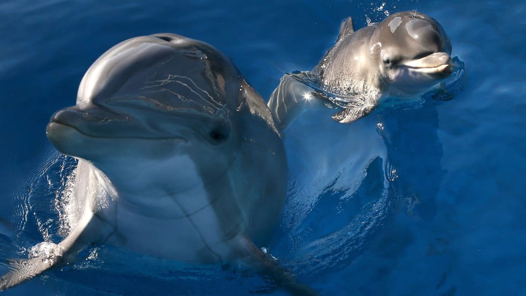 Dolphins, among the most intelligent animals on the planet, swim in the water.