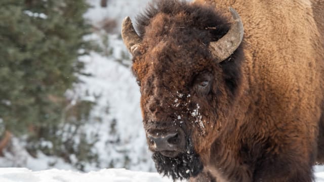 An 83-year-old woman was left seriously injured after being gored by a bison in Yellowstone National Park.