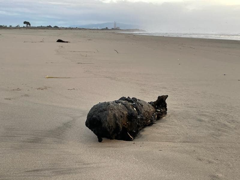 A close-up of the “inert military ordnance” found on a California beach. 