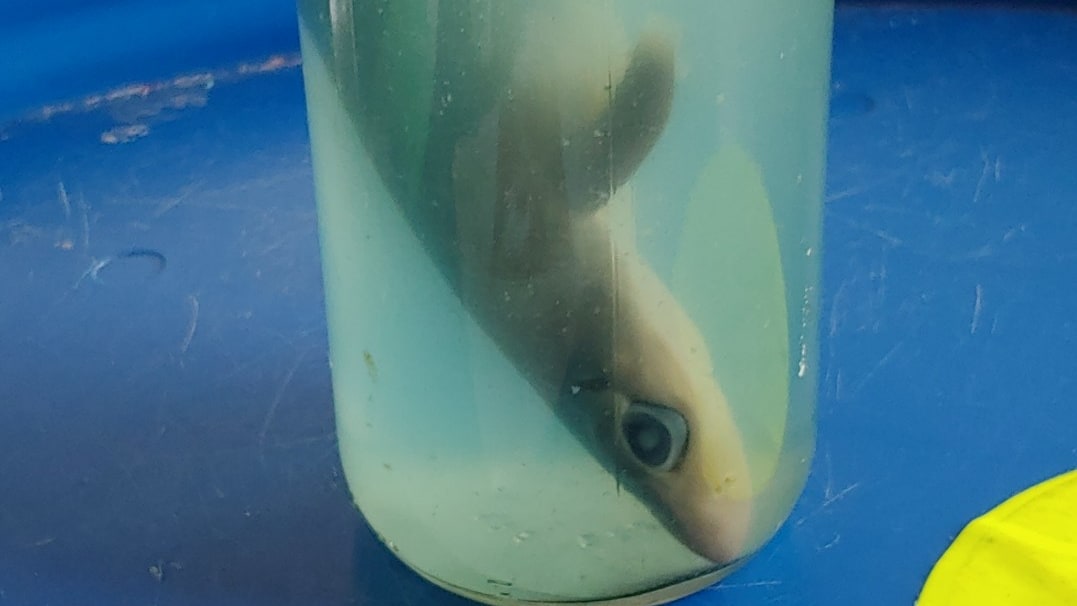 NY Traveler Tries to Sneak Dead Baby Shark Through Airport