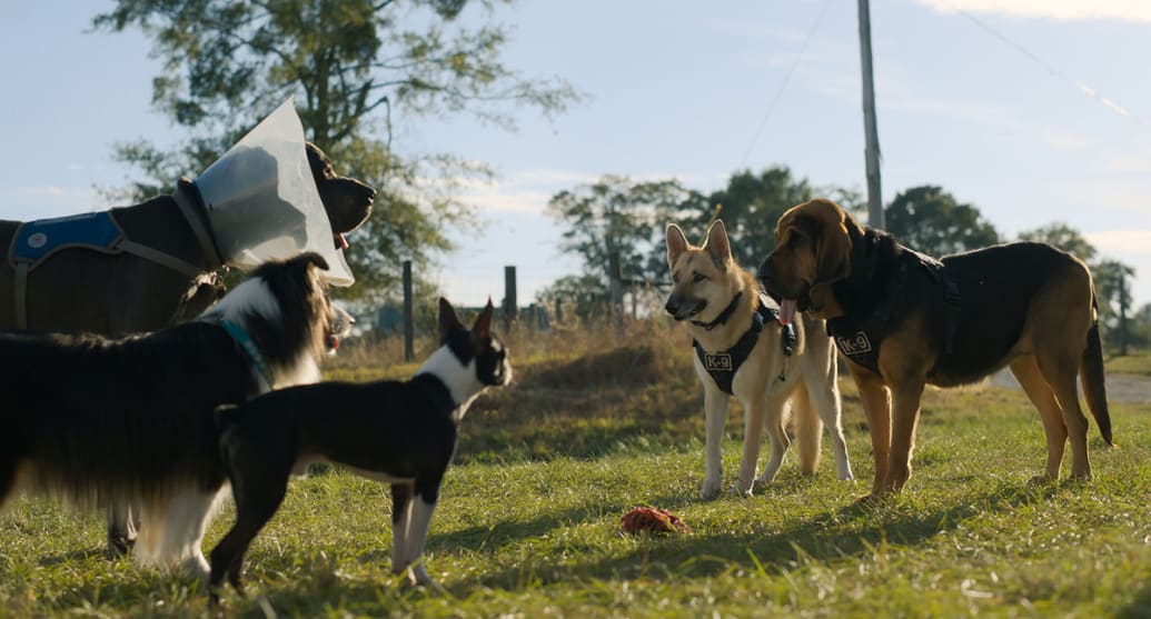 A still from the movie ‘Strays’ shows dogs Hunter, Maggie and Bug talking to sheriff K-9’s