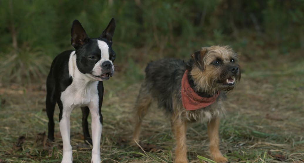 A still from ‘Strays’ that shows two small dogs standing next to each other