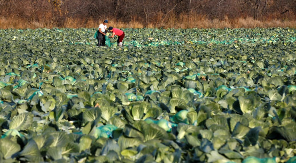 Russian soldiers harvest cabbages for supplies in a field near Chulkovo