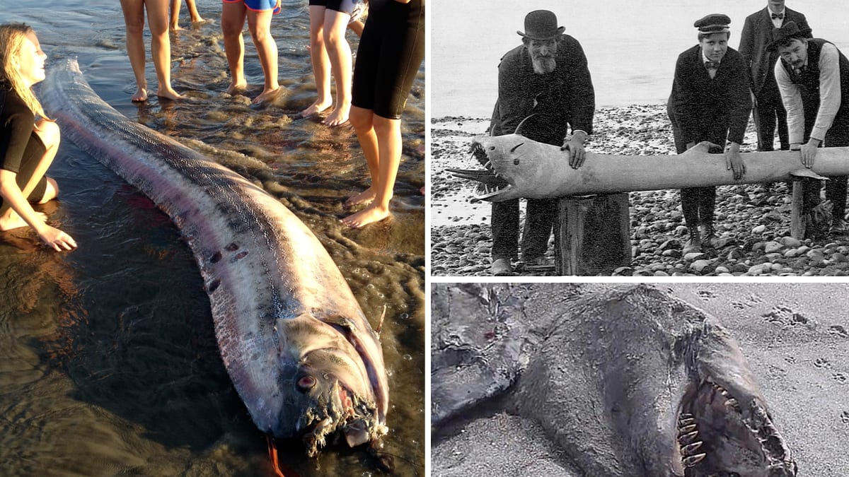 Mysterious Sea Creatures Wash Ashore (Photos)