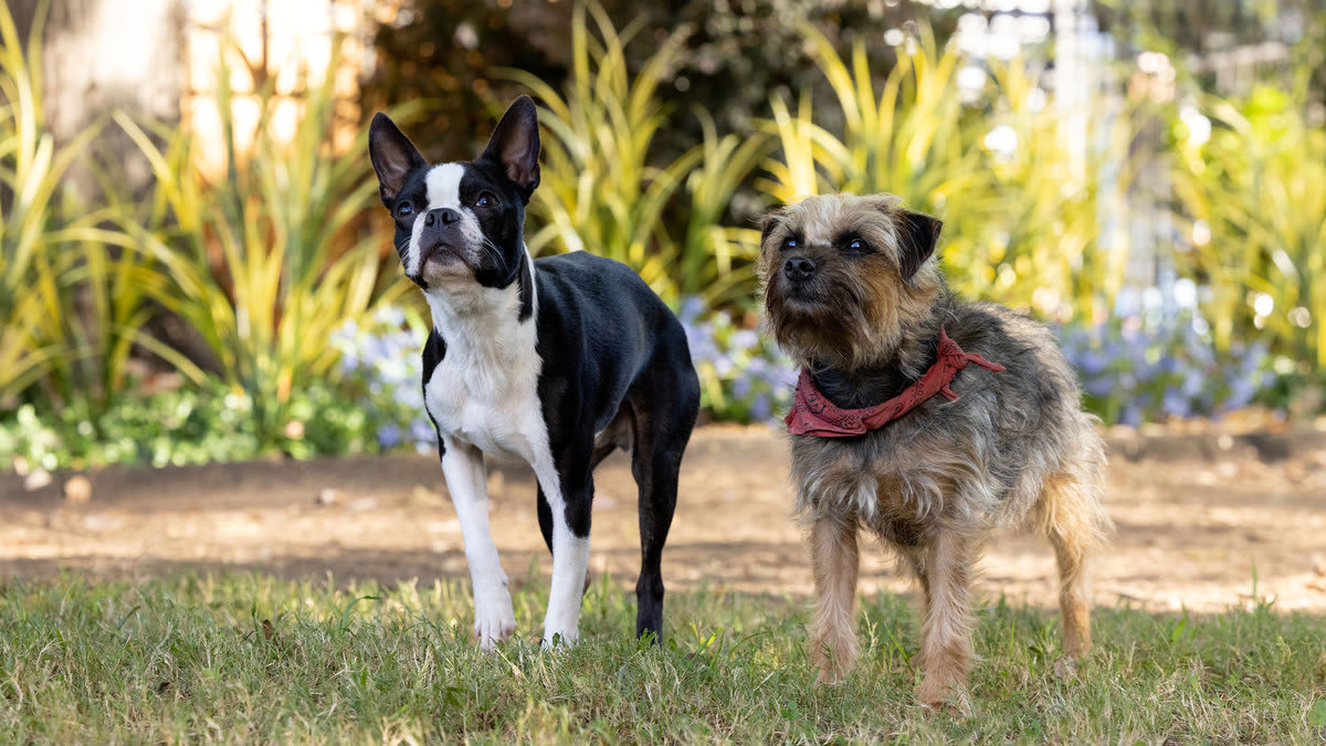 A still from the movie ‘Strays’ shows dogs Bug (Jamie Foxx) and Reggie (Will Ferrell) standing on some grass