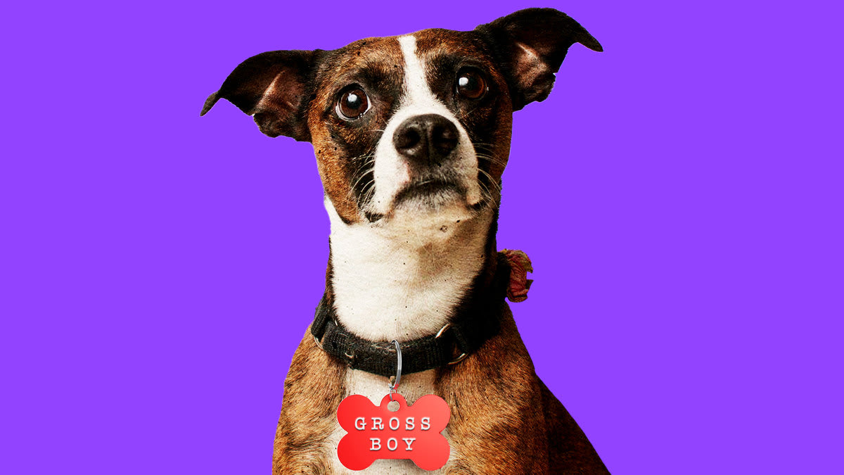 A photo illustration of a small dog wearing a collar with the tag that reads “GROSS BOY” on a purple background