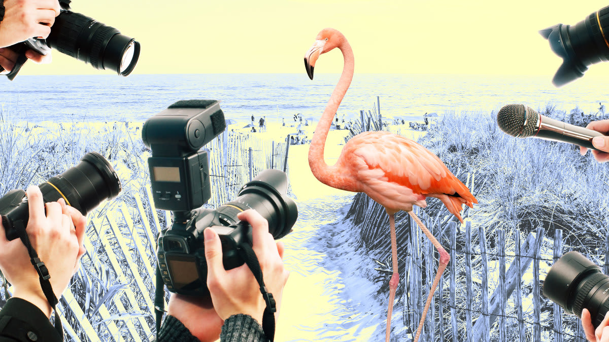 A photo illustration of a flamingo being stalked by paparazzi on a beach
