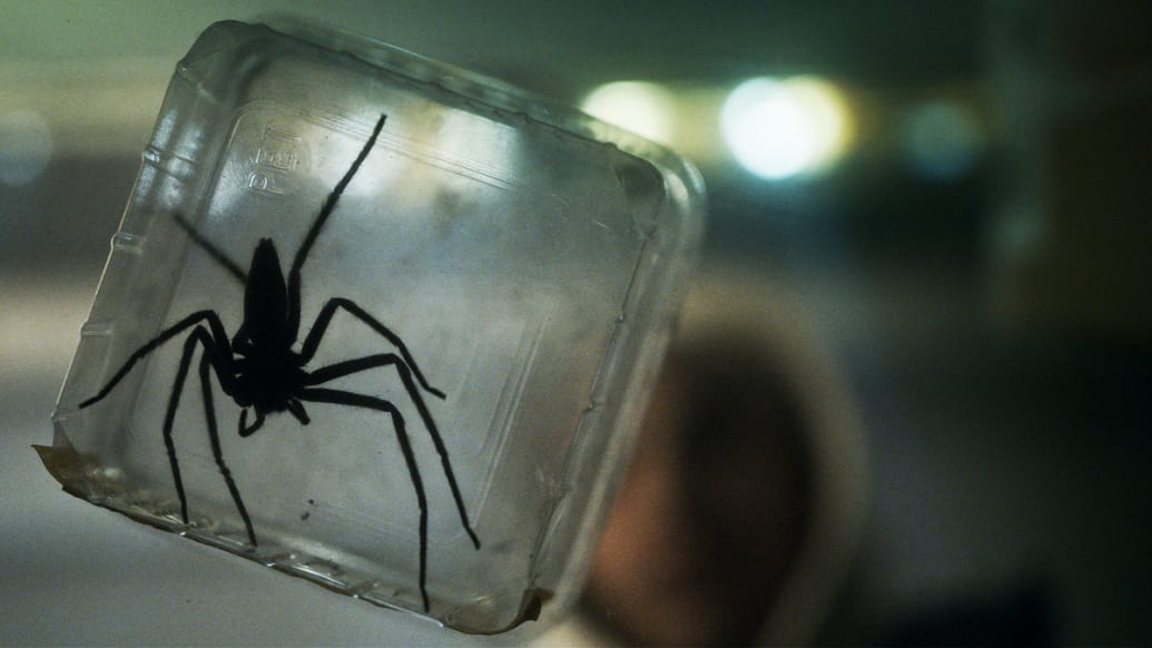 A still including a spider from the film Infested on Shudder