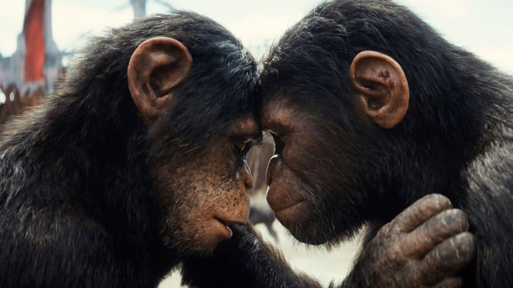 A photo including Soona and Noa in the film Kingdom of the Planet of the Apes