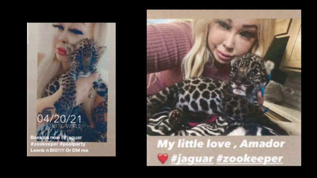 Trisha Denise Meyer, a Texas mom who was once arrested for a house full of tigers, is in trouble again for the sale of a jaguar