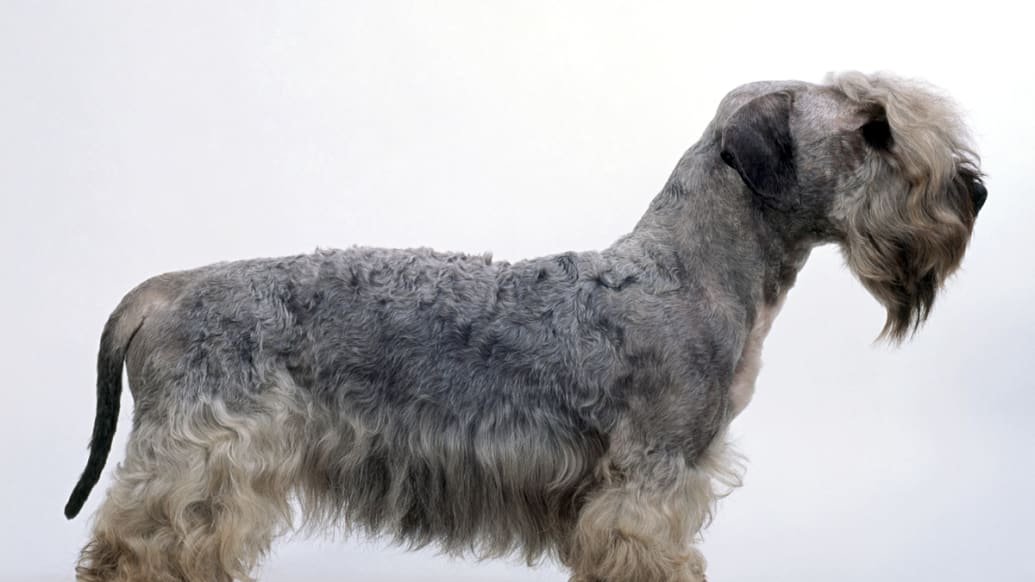 6 New Dog Breeds Will Debut at Westminster Dog Show