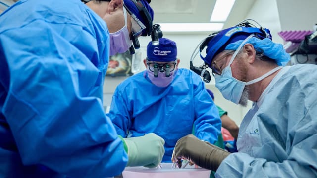 Transplant surgeons (from left) Adam Griesemer, MD, Jeffrey Stern, MD, and Robert Montgomery, MD, DPhil, prepare the pig kidney for transplant.