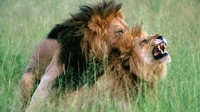 Two male lions in a still from ‘Queer Planet’