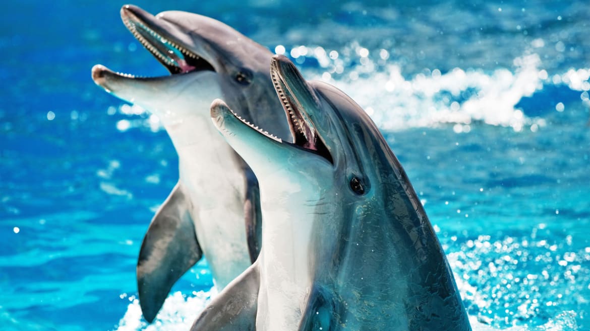Dolphins Use Wingmen to Get Laid Like Humans, Study Says