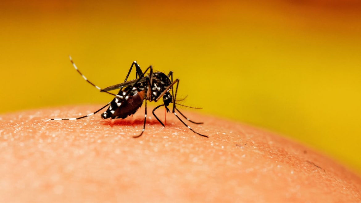 Are You a Mosquito Magnet? It Might Be Because You Stink
