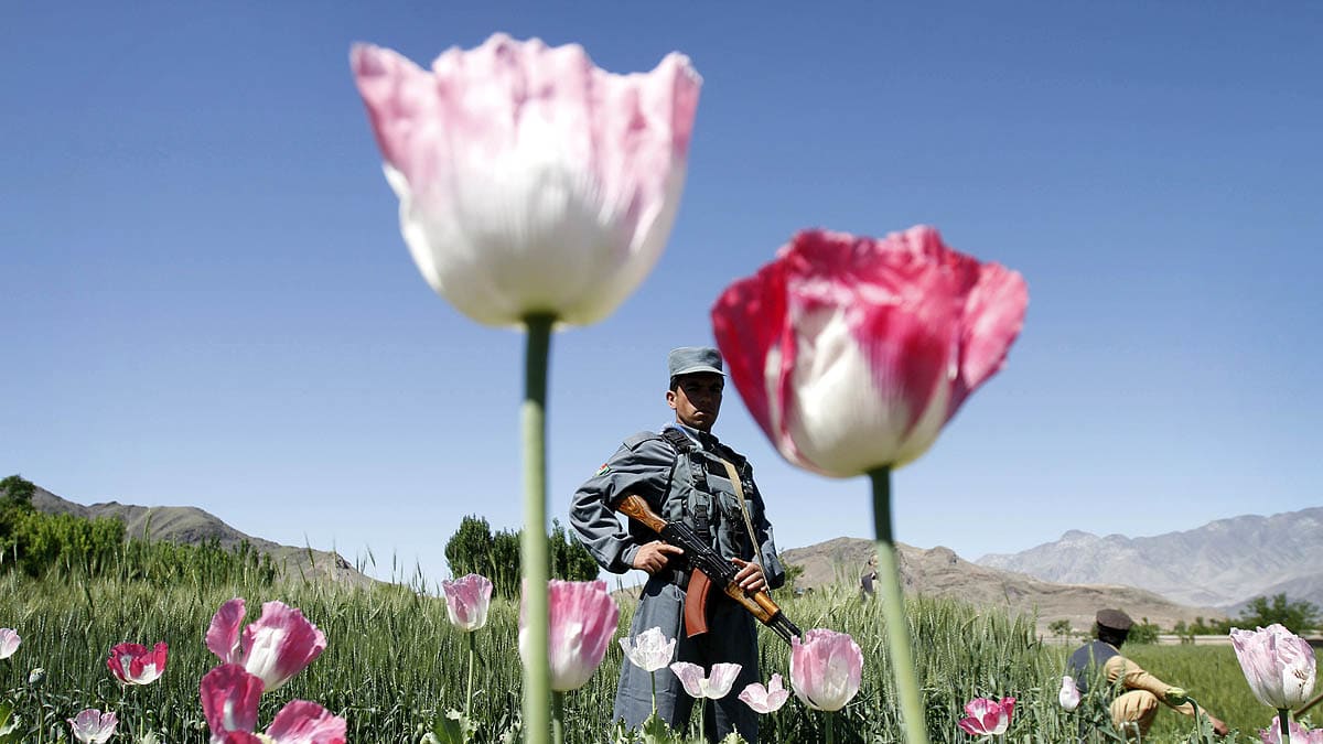 Afghan Opium Trade Continues