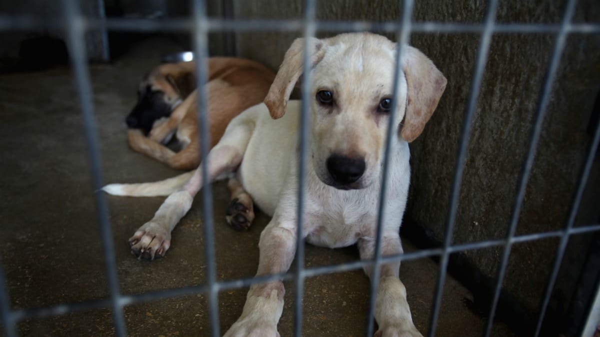 Why is PETA Killing Thousands of Rescue Pets?—David Frum
