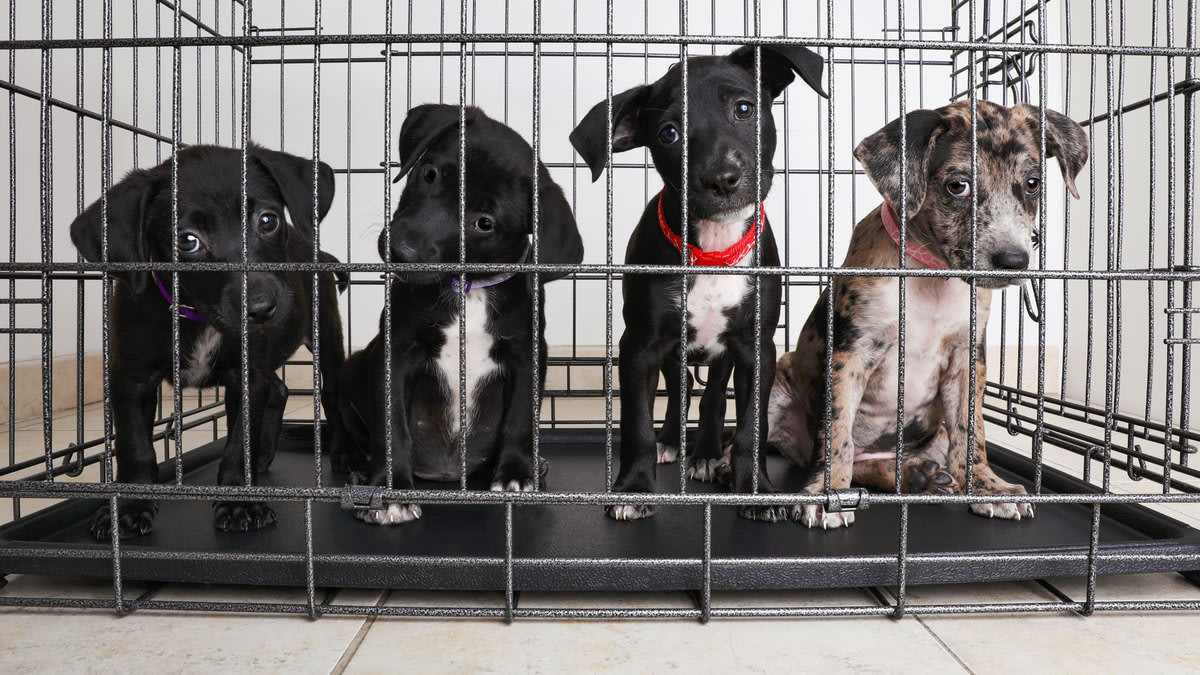 Coronavirus Sparks a Pet Adoption and Fostering Boom, but Animal Shelters  Worry It May Go Bust