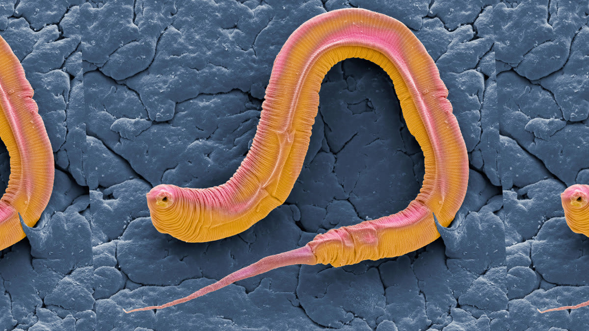 Worm Joke Causes Science Twitter Flame War Over Accusations of Sexism ...