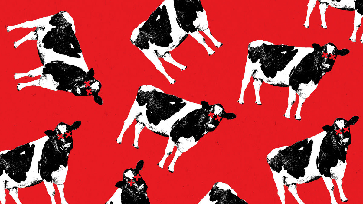 Les Trumpsters affirment que les vaches mortes sont la preuve d’un complot infâme pour affamer les Américains