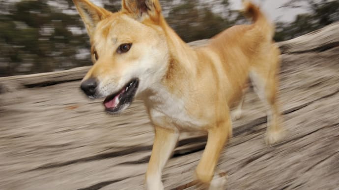 Australian clearance dingo puppy