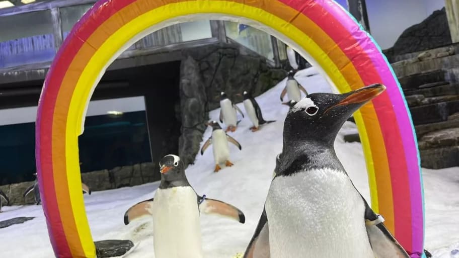 Gentoo penguins Magic and Sphen at Sea Life Sydney Aquarium. 