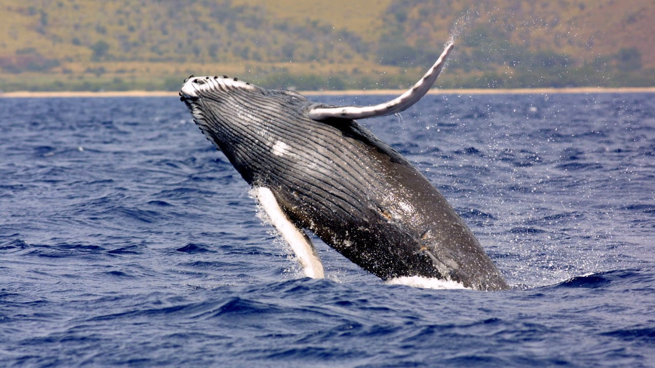 Humpback whale