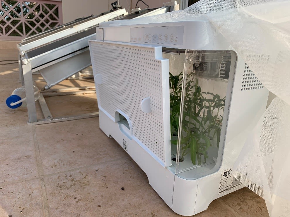White plastic box containing growing vegetables 