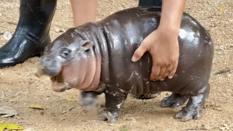 Moo Deng, a 2-month-old pgymy hippo and Internet superstar.