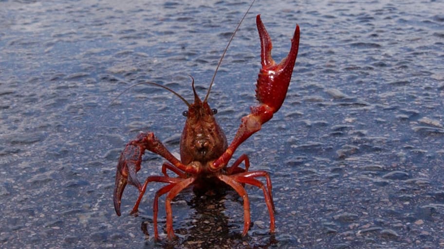 A crayfish.