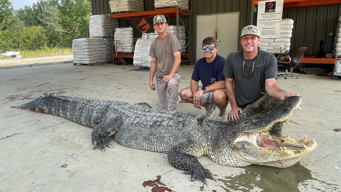 800-Pound ‘Nightmare Material’ Alligator Captured in Mississippi