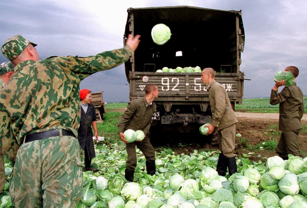 Labour migrants from Kyrgyzstan harvest cabbage in a field outside the Siberian village of Beryozovka
